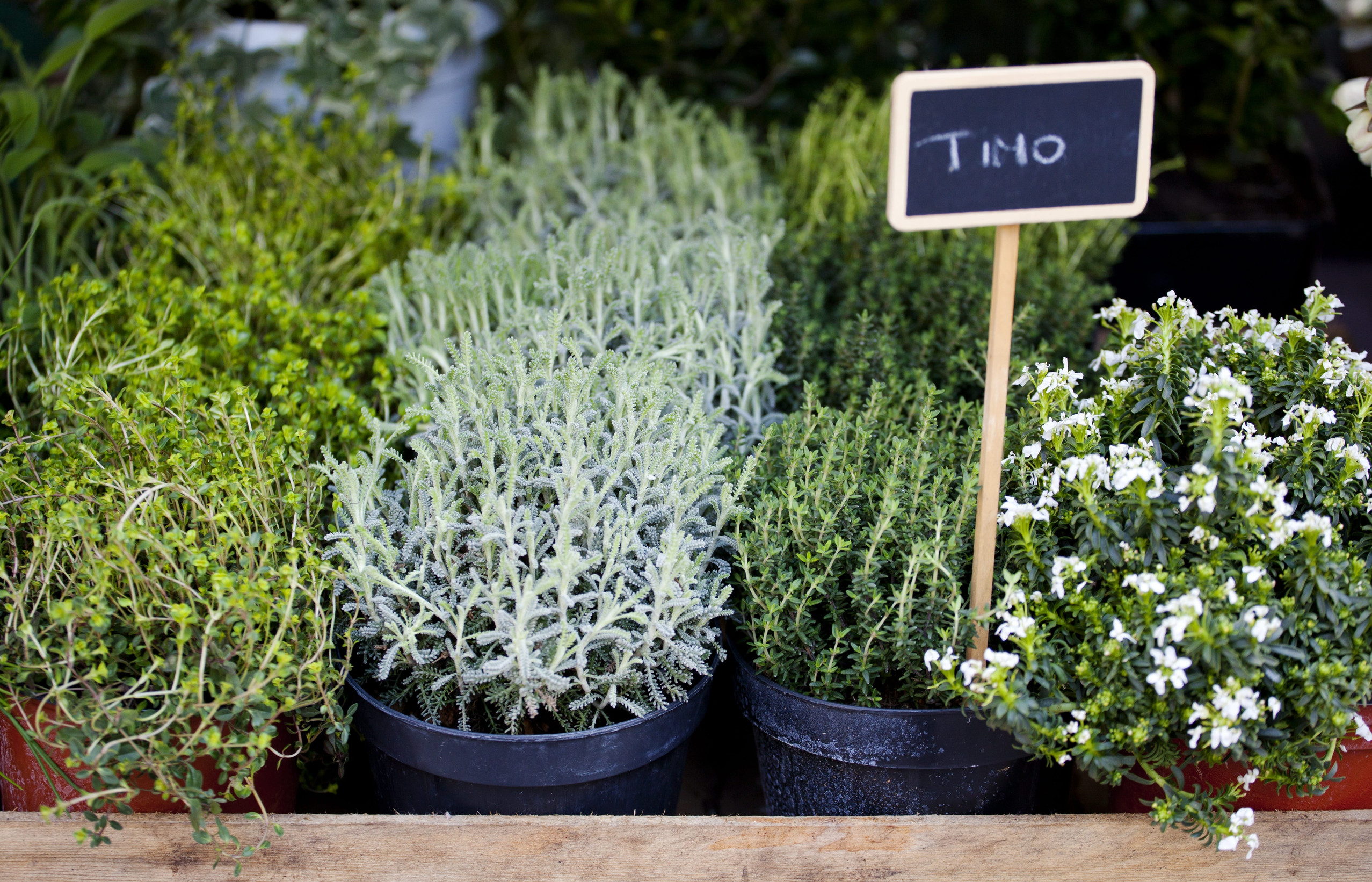 Le aromatiche di Aprile