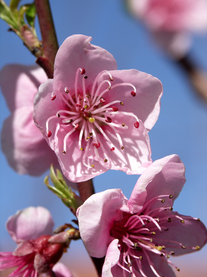 Il frutteto di Marzo