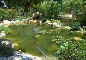 Laghetto e giardino roccioso di Marzo